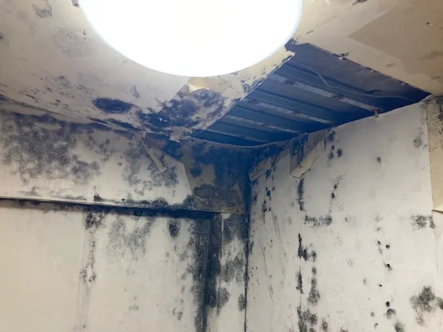 Mold Infestation in Yokohama: Signs, Health Risks, and Solutions and Professional Services