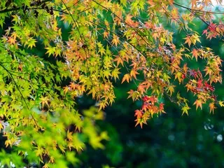 秋に潜むカビの危険性とその対策：衣類や家を守るためにできること