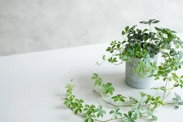 お花や観葉植物をカビから守るためにできること