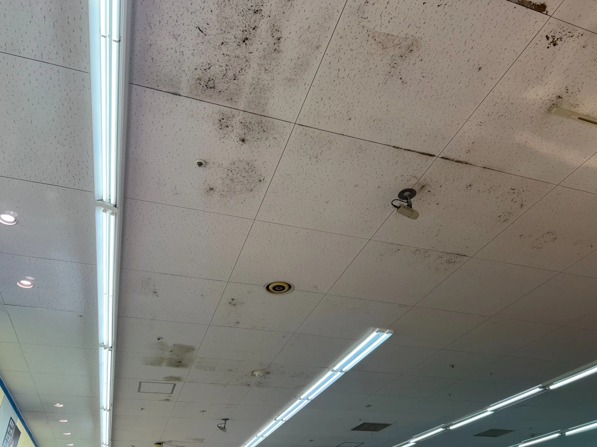 【プロが解説】春にカビが増える理由と今すぐできる対策とは？