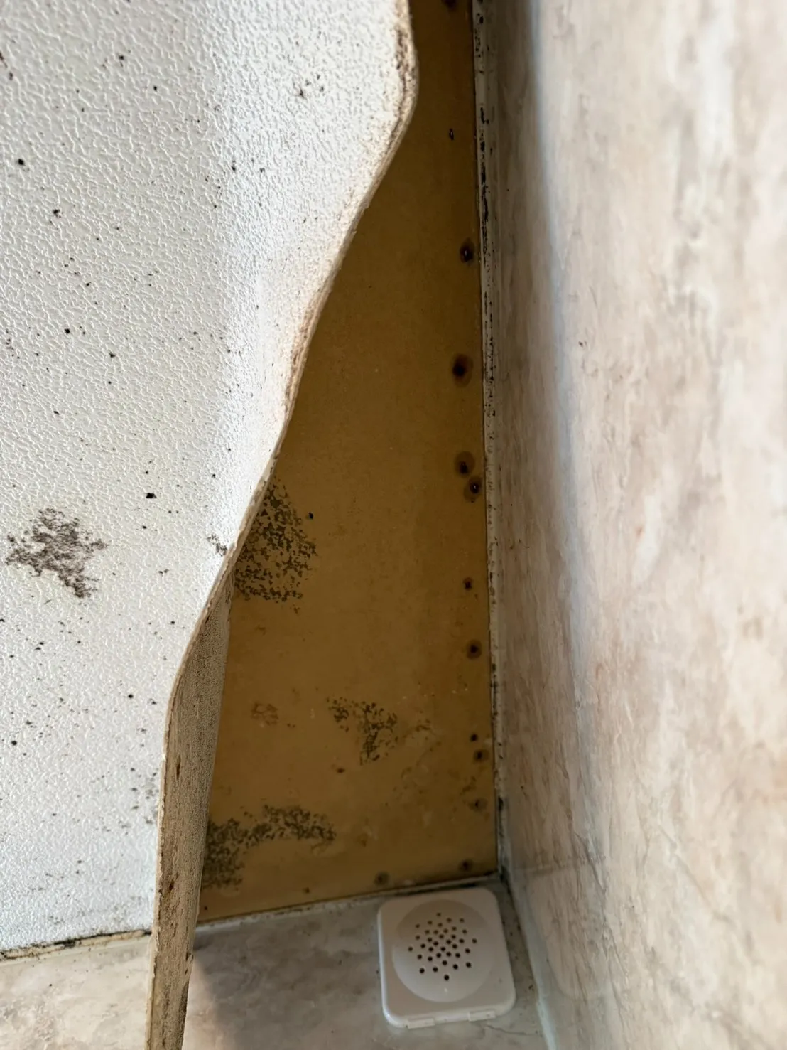 壁の中のカビはなぜ発生する？見えない原因と根本解決法を徹底解説